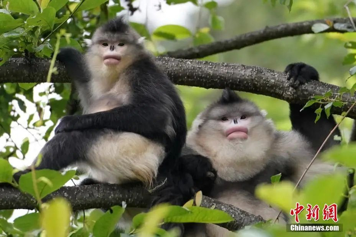 云南白马雪山国家级自然保护区的滇金丝猴。中新社记者 潘旭临 摄