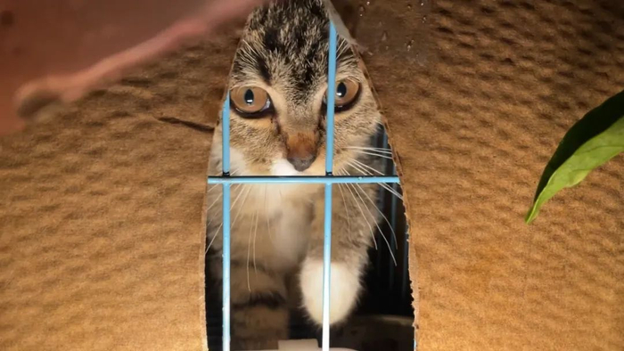 ▲9月20日，上海，宠物盲盒中的猫。（视频截图，”派小爪“拍摄）