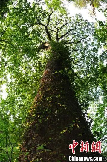 图为华盖木。云南文山西畴县委宣传部供图