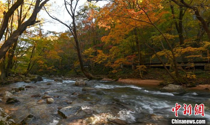 图为枫叶。　于海洋 摄