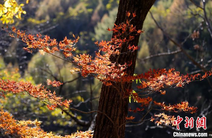 图为枫叶。　于海洋 摄