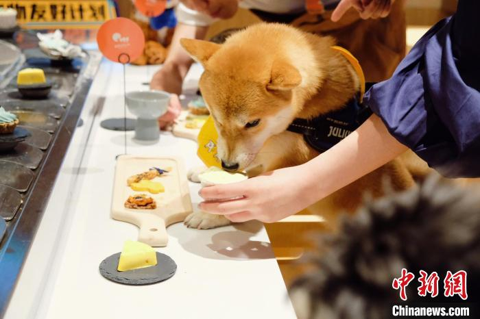 狗狗们享受大餐。　蛋黄宠物供图