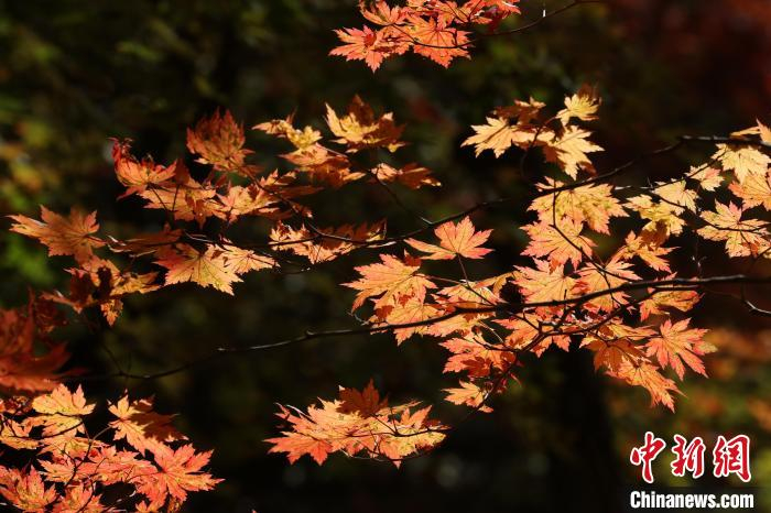 图为枫叶。　于海洋 摄