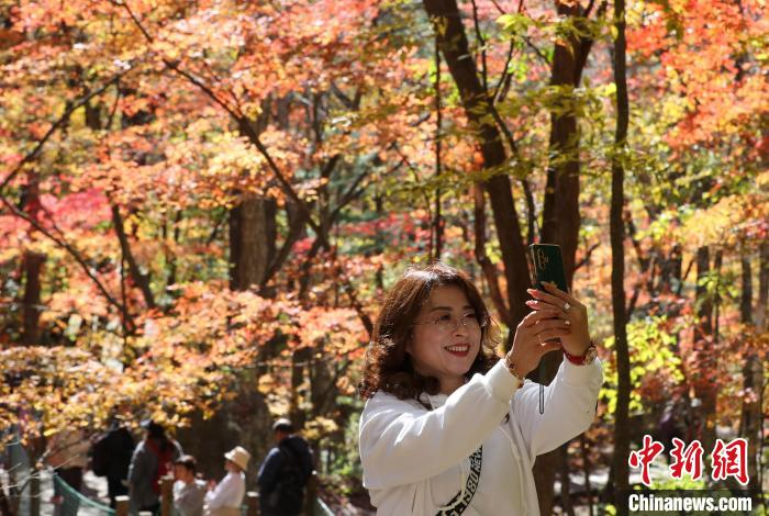 图为游客在拍摄枫叶。　于海洋 摄