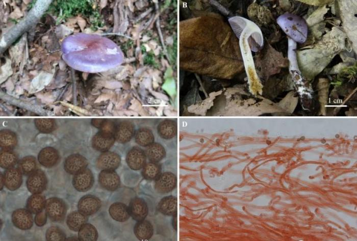 近蓝紫丝膜菌 庆元县融媒体中心供图