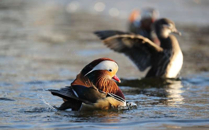 鸳鸯。摄影/吴秀山