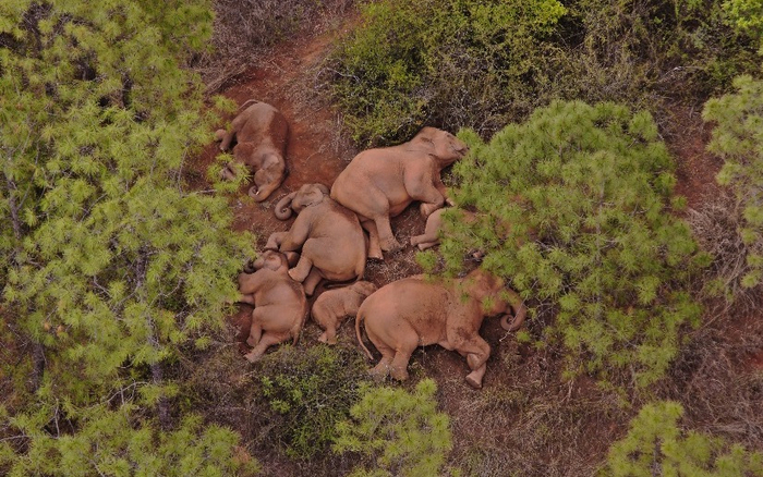 云南省森林消防总队拍摄到的象群。受访者供图