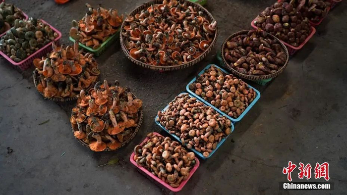 市场内各种待售的野生菌。康平 摄