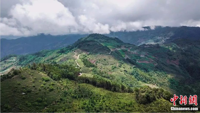 郁郁葱葱的茶山。刘冉阳 摄