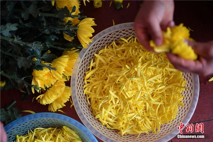 菊花成为过桥米线原料之一。刘冉阳 摄