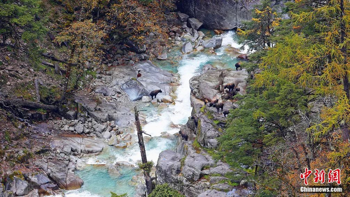 羚牛。左凌仁 摄