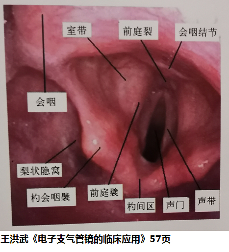 支气管镜:过鼻腔、100%过声门的方法(附视频)|急诊_新浪新闻