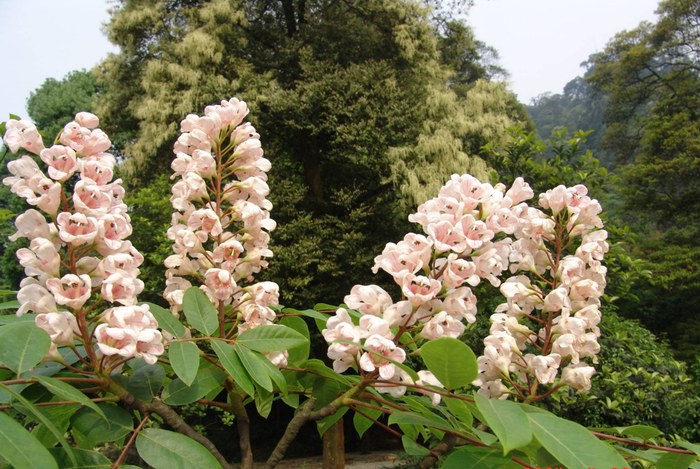 伯乐树 市林业局供图