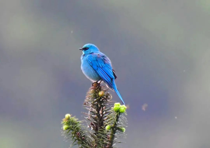 铜蓝鹟 市林业局供图