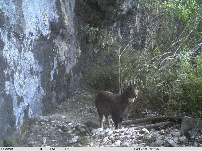 斑羚 市林业局供图