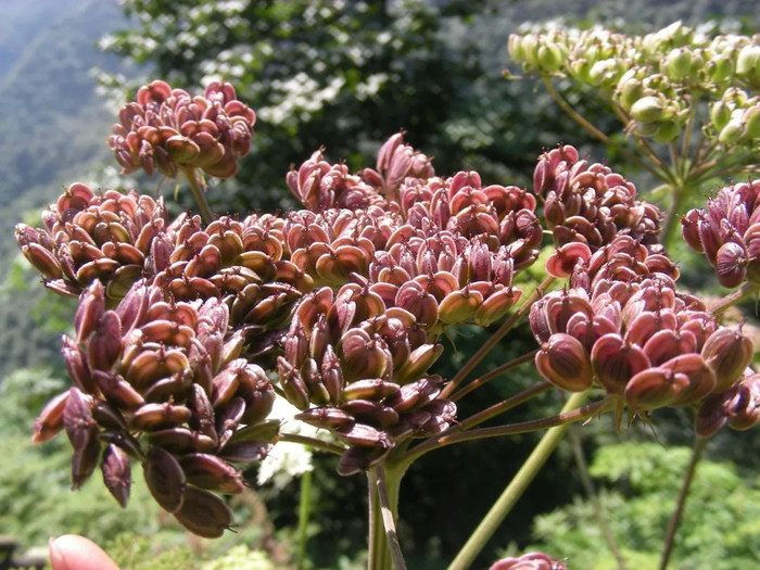 牛尾独活 市林业局供图