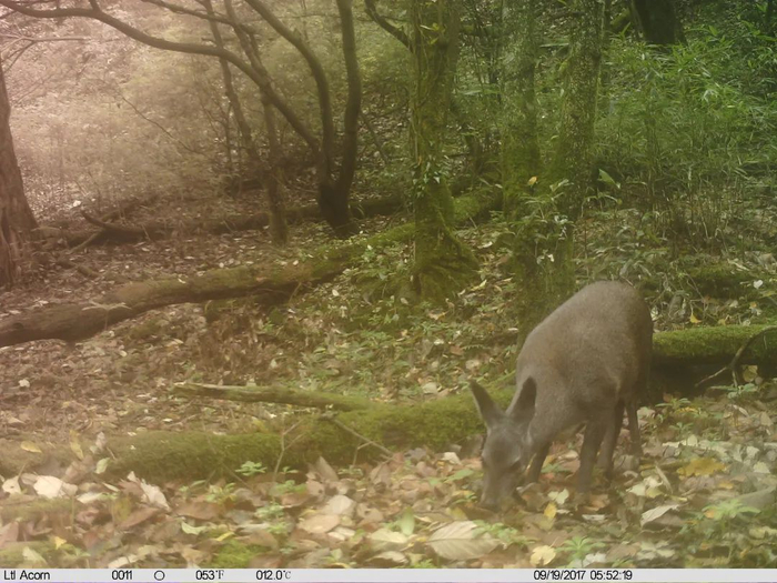 林麝 市林业局供图