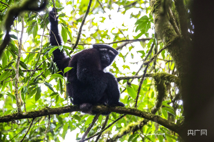 △“回眸”的天行长臂猿 高黎贡山国家级自然保护区保山管护局供图