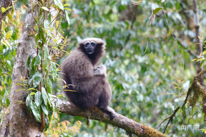 △“远眺”的天行长臂猿 高黎贡山国家级自然保护区保山管护局供图