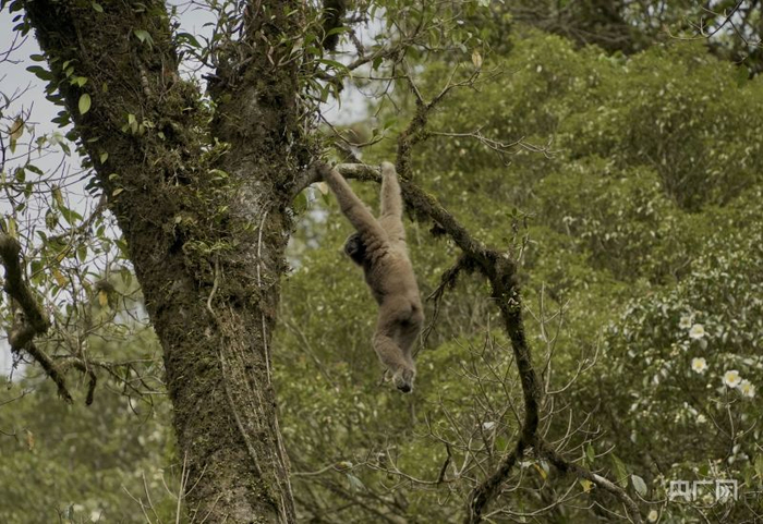 △“荡秋千”的天行长臂猿 摄影/吕昊辰