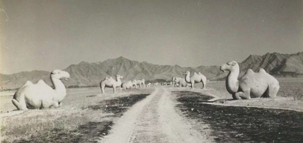 图14：明十三陵神道两侧的骆驼石像生（莫理循摄）