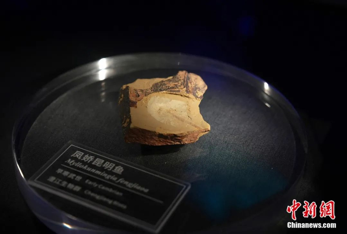 凤娇昆明鱼化石。常舒钰 摄