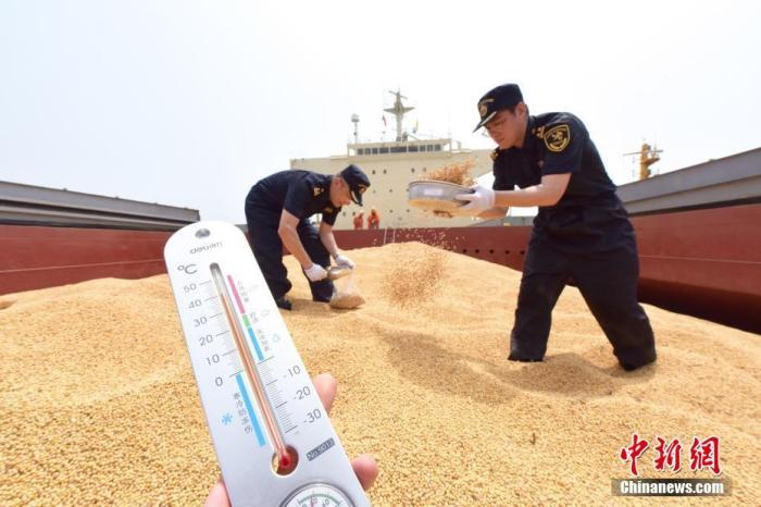 资料图：海关人员对停泊于烟台港检疫锚地的“公主雅典娜”轮上的输华大豆进行感官检疫。 曲彦霖 摄