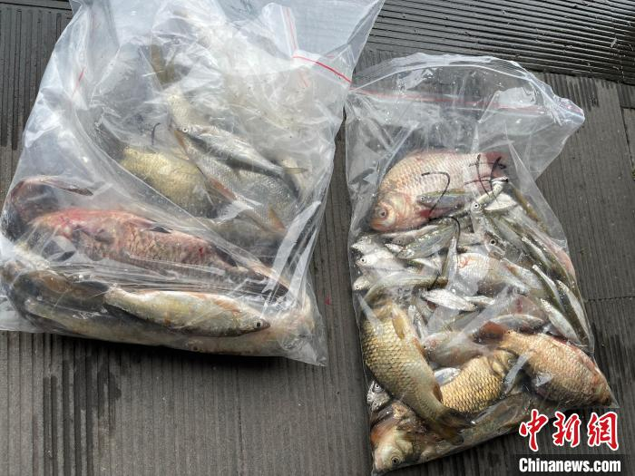 西湖里采集的鱼类。　姚思鹏 摄