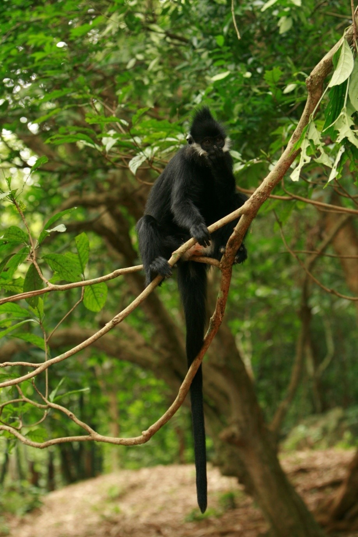 黑叶猴（图片来源：中国动物学会灵长类学分会）