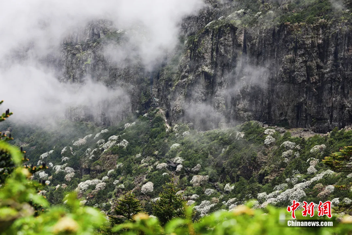 轿子雪山的仙境花海。黄兴鸿 摄