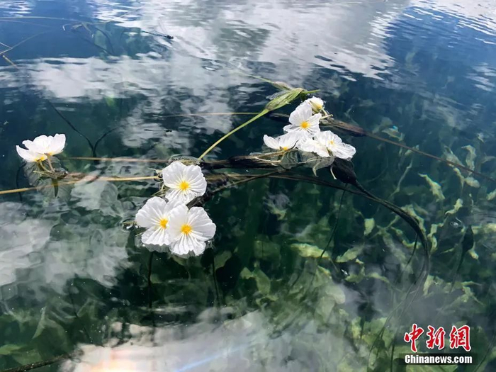 云南人的菜——海菜花绽放于泸沽湖。 中新社记者 韩帅南 摄