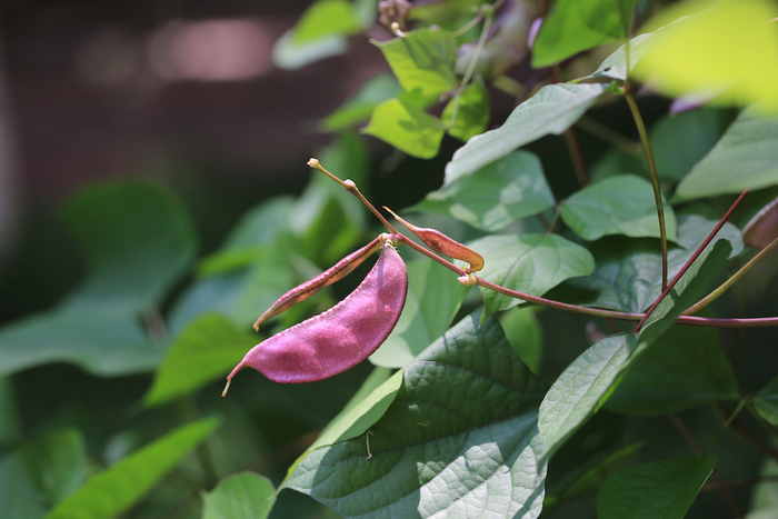 开花的同时已结果