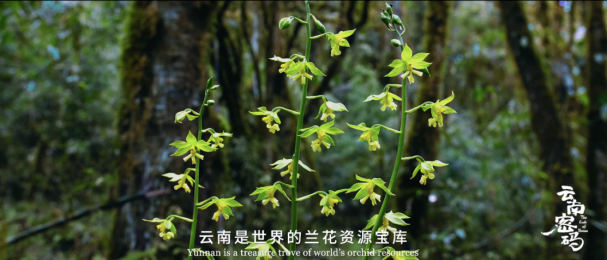  云南是世界的兰花资源宝库。COP15宣传片《云南密码》截图