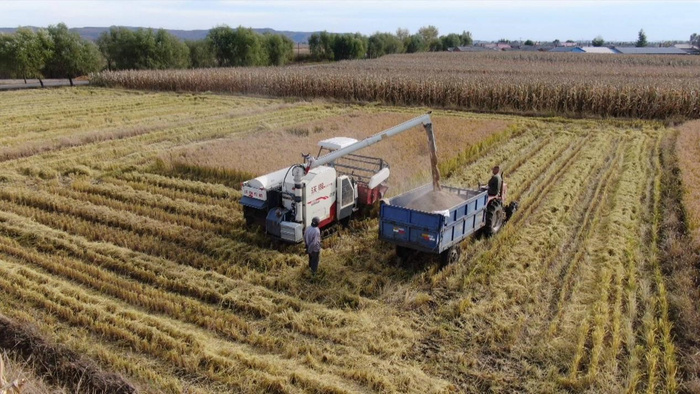 收割机在田间收获农作物。汤原县委宣传部 供图
