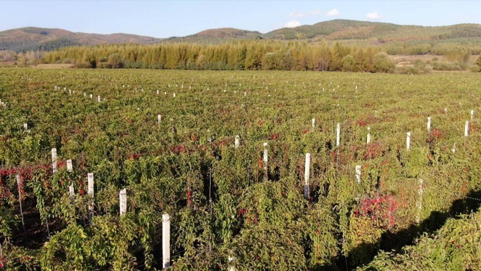 汤原县太平川乡新兴村五味子基地。汤原县委宣传部 供图