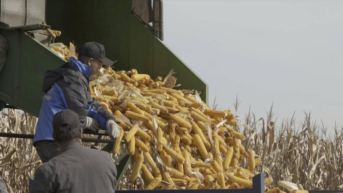 玉米进入“丰收季”。汤原县委宣传部 供图