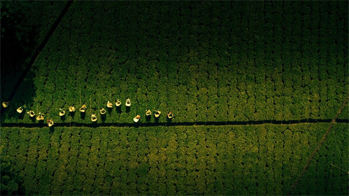 《一叶茶 千夜话》剧照