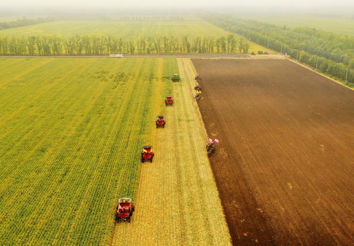 黑龙江北大荒农业股份有限公司新华分公司秋收现场。受访者提供