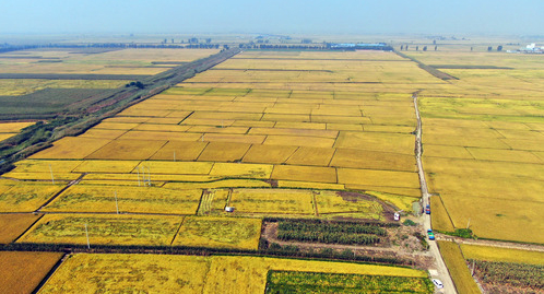 在沈阳市沈北新区兴隆台镇张美窝棚村，村民驾驶收割机收割水稻（无人机摄）。新华社记者杨青摄