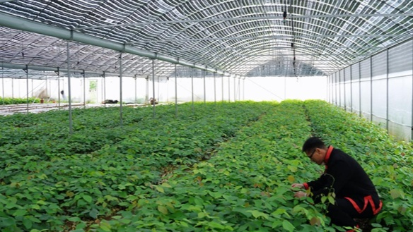 汇萃本草瑶药产业有限公司副总裁、技术指导老师曾山在查看鸡血藤苗长势（央广网发 何俊儒摄）