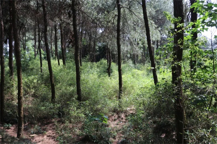 江北铁山坪杜鹃园生态保护修复前 重庆市规划和自然资源局供图