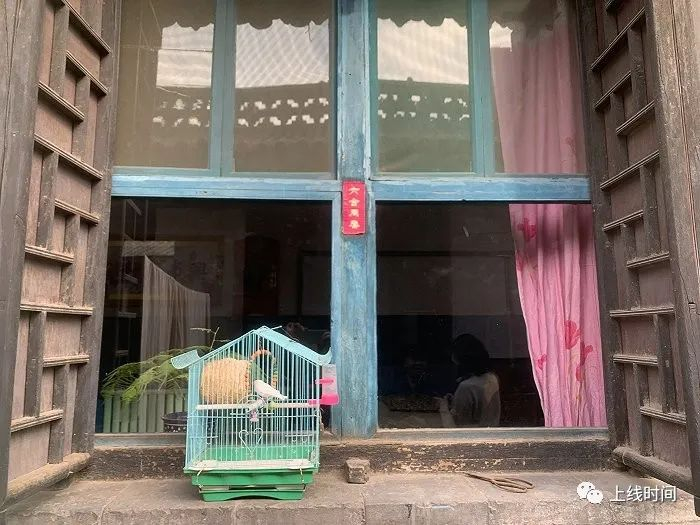 彭星养的珍珠鸟。摄影：翟星理