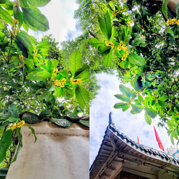 满园秋色关不住，一丛桂花出墙来。（央广网记者 张志诚 摄）