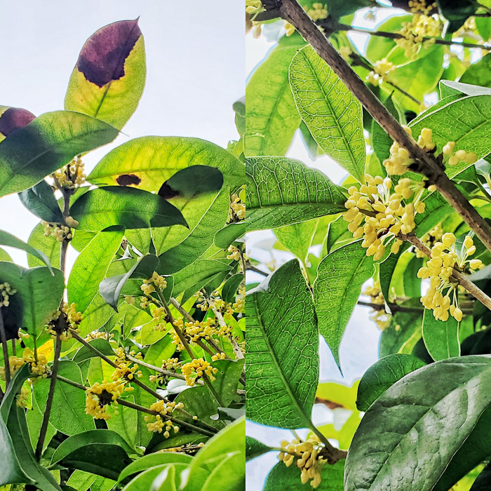桂花才绽放，季节已给树叶晕染了晚秋颜色 （央广网记者 张志诚 摄）