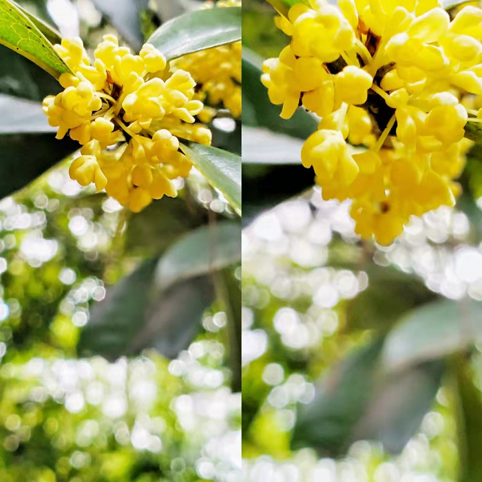 迟来的桂花，花色艳美（央广网记者 张志诚 摄）
