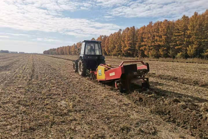 齐齐哈尔富裕县周六中药材种植专业合作社600亩紫苑喜获丰收。富裕县委宣传部 供图