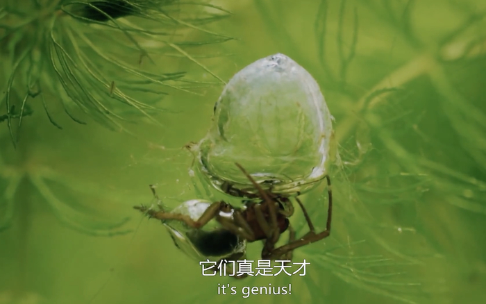 潜水钟蜘蛛用蛛丝编织一个充满空气的特殊袋子。  视频截图