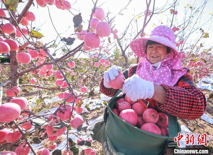 山东荣成山地和丘陵遍布，非常适宜苹果栽植。李信君 摄