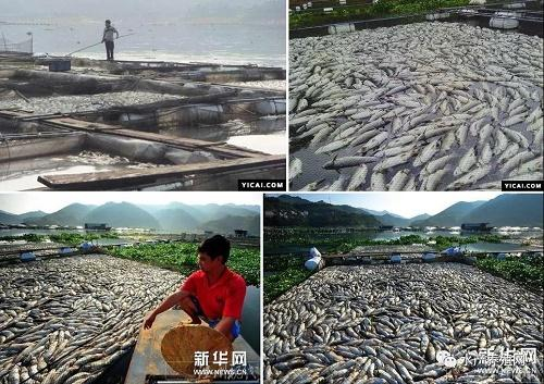 惨!大量网箱鱼缺氧死亡,损失或超2000万!死鱼飘满江面,又有很多养殖户破产了|草鱼|古田|水口镇_新浪新闻