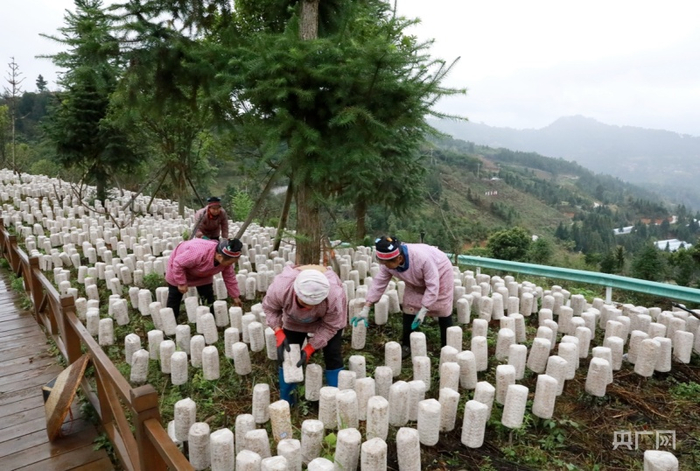关口山地高效农业示范基地的工人正在摆放菌棒（央广网发 剑河县融媒体中心供图）